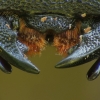 Platusis elniavabalis - Dorcus parallelipipedus | Fotografijos autorius : Vidas Brazauskas | © Macronature.eu | Macro photography web site