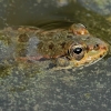 Levant green frog - Pelophylax bedriagae | Fotografijos autorius : Gintautas Steiblys | © Macronature.eu | Macro photography web site