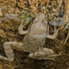 Levant water frog - Pelophylax bedriagae | Fotografijos autorius : Gintautas Steiblys | © Macronature.eu | Macro photography web site