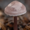 Lilac Bonnet - Mycena pura | Fotografijos autorius : Žilvinas Pūtys | © Macronature.eu | Macro photography web site