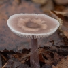 Lilac Bonnet - Mycena pura | Fotografijos autorius : Žilvinas Pūtys | © Macronature.eu | Macro photography web site