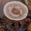 Lilac Bonnet - Mycena pura | Fotografijos autorius : Žilvinas Pūtys | © Macronature.eu | Macro photography web site