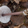 Lilac Bonnet - Mycena pura | Fotografijos autorius : Žilvinas Pūtys | © Macronature.eu | Macro photography web site