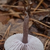 Lilac Bonnet - Mycena pura | Fotografijos autorius : Žilvinas Pūtys | © Macronature.eu | Macro photography web site