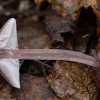 Lilac Bonnet - Mycena pura | Fotografijos autorius : Žilvinas Pūtys | © Macronature.eu | Macro photography web site