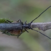 Liepinis žagarinukas - Stenostola dubia ♂ | Fotografijos autorius : Žilvinas Pūtys | © Macronature.eu | Macro photography web site