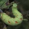 Lime hawk-moth - Mimas tiliae, caterpillar | Fotografijos autorius : Gintautas Steiblys | © Macronature.eu | Macro photography web site