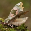 Lime hawk-moth - Mimas tiliae | Fotografijos autorius : Žilvinas Pūtys | © Macronature.eu | Macro photography web site