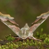 Lime hawk-moth - Mimas tiliae | Fotografijos autorius : Žilvinas Pūtys | © Macronature.eu | Macro photography web site