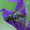 Lomate Bee fly - Lomatia cf. fasciculata | Fotografijos autorius : Gintautas Steiblys | © Macronature.eu | Macro photography web site