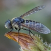 Lomate Bee fly - Lomatia fasciculata ♀ | Fotografijos autorius : Žilvinas Pūtys | © Macronature.eu | Macro photography web site