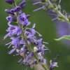 Long-leaved speedwell - Veronica longifolia | Fotografijos autorius : Vytautas Gluoksnis | © Macronature.eu | Macro photography web site