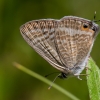 Long-tailed pea-blue  - Lampides boeticus | Fotografijos autorius : Vaida Paznekaitė | © Macronature.eu | Macro photography web site