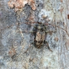 Longhorn Beetle - Leiopus femoratus | Fotografijos autorius : Romas Ferenca | © Macronature.eu | Macro photography web site
