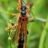 Longhorn Beetle - Necydalis major | Fotografijos autorius : Ramunė Vakarė | © Macronature.eu | Macro photography web site