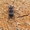 Longhorn beetle - Acanthocinus griseus | Fotografijos autorius : Zita Gasiūnaitė | © Macronature.eu | Macro photography web site