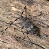 Longhorn beetle - Acanthocinus griseus | Fotografijos autorius : Kazimieras Martinaitis | © Macronature.eu | Macro photography web site