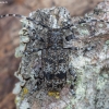 Longhorn beetle - Aegomorphus clavipes | Fotografijos autorius : Žilvinas Pūtys | © Macronature.eu | Macro photography web site