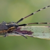 Longhorn beetle - Agapanthia asphodeli | Fotografijos autorius : Gintautas Steiblys | © Macronature.eu | Macro photography web site