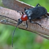 Ąžuolinis žievininkas - Dinoptera collaris | Fotografijos autorius : Kazimieras Martinaitis | © Macronature.eu | Macro photography web site