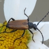 Longhorn beetle - Paracorymbia maculicornis | Fotografijos autorius : Vidas Brazauskas | © Macronature.eu | Macro photography web site