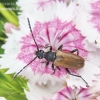 Longhorn beetle - Paracorymbia maculicornis | Fotografijos autorius : Rasa Gražulevičiūtė | © Macronature.eu | Macro photography web site