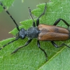 Longhorn beetle - Paracorymbia maculicornis | Fotografijos autorius : Žilvinas Pūtys | © Macronature.eu | Macro photography web site