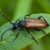 Dėmėtaūsis žieduolis - Paracorymbia maculicornis | Fotografijos autorius : Žilvinas Pūtys | © Macronature.eu | Macro photography web site