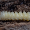 Longhorn beetle - Phytoecia virgula, larva | Fotografijos autorius : Žilvinas Pūtys | © Macronature.eu | Macro photography web site
