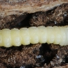 Bitkrėslinis stiebalindis - Phytoecia virgula, lerva | Fotografijos autorius : Gintautas Steiblys | © Macronature.eu | Macro photography web site