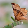 Gelsvasis mėnuliasprindis - Selenia lunularia | Fotografijos autorius : Arūnas Eismantas | © Macronature.eu | Macro photography web site