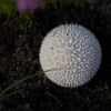 Pumpotaukšlis - Lycoperdon marginatum | Fotografijos autorius : Zita Gasiūnaitė | © Macrogamta.lt | Šis tinklapis priklauso bendruomenei kuri domisi makro fotografija ir fotografuoja gyvąjį makro pasaulį.