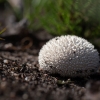 Pumpotaukšlis - Lycoperdon marginatum | Fotografijos autorius : Zita Gasiūnaitė | © Macrogamta.lt | Šis tinklapis priklauso bendruomenei kuri domisi makro fotografija ir fotografuoja gyvąjį makro pasaulį.