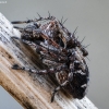 Lynx spider - Oxyopes ramosus  | Fotografijos autorius : Kazimieras Martinaitis | © Macronature.eu | Macro photography web site