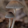 Mėšlagrybukas - Coprinellus cf. impatiens | Fotografijos autorius : Žilvinas Pūtys | © Macrogamta.lt | Šis tinklapis priklauso bendruomenei kuri domisi makro fotografija ir fotografuoja gyvąjį makro pasaulį.
