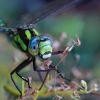 Mėlynžiedis laumžirgis - Aeshna cyanea | Fotografijos autorius : Ramunė Činčikienė | © Macrogamta.lt | Šis tinklapis priklauso bendruomenei kuri domisi makro fotografija ir fotografuoja gyvąjį makro pasaulį.