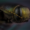 Mėlynasis blizgiavabalis - Phaenops cyanea | Fotografijos autorius : Eugenijus Kavaliauskas | © Macrogamta.lt | Šis tinklapis priklauso bendruomenei kuri domisi makro fotografija ir fotografuoja gyvąjį makro pasaulį.