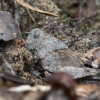 Mėlynsparnis tarkšlys - Oedipoda caerulescens | Fotografijos autorius : Dalia Račkauskaitė | © Macrogamta.lt | Šis tinklapis priklauso bendruomenei kuri domisi makro fotografija ir fotografuoja gyvąjį makro pasaulį.