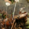 Grakščioji šalmenė - Hemimycena cf. gracilis | Fotografijos autorius : Gintautas Steiblys | © Macrogamta.lt | Šis tinklapis priklauso bendruomenei kuri domisi makro fotografija ir fotografuoja gyvąjį makro pasaulį.