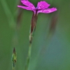 Maiden pink - Dianthus deltoides  | Fotografijos autorius : Kęstutis Obelevičius | © Macronature.eu | Macro photography web site