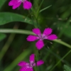 Šilinis gvazdikas - Dianthus deltoides | Fotografijos autorius : Nomeda Vėlavičienė | © Macrogamta.lt | Šis tinklapis priklauso bendruomenei kuri domisi makro fotografija ir fotografuoja gyvąjį makro pasaulį.