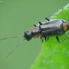 Malachite beetle - Clanoptilus marginellus | Fotografijos autorius : Vidas Brazauskas | © Macronature.eu | Macro photography web site