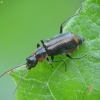 Malachite beetle - Clanoptilus marginellus | Fotografijos autorius : Vidas Brazauskas | © Macronature.eu | Macro photography web site