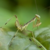 Maldininkas - Hierodula transcaucasica, nimfa | Fotografijos autorius : Žilvinas Pūtys | © Macrogamta.lt | Šis tinklapis priklauso bendruomenei kuri domisi makro fotografija ir fotografuoja gyvąjį makro pasaulį.