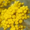 Maltiškasis šlamutis - Helichrysum melitense | Fotografijos autorius : Nomeda Vėlavičienė | © Macrogamta.lt | Šis tinklapis priklauso bendruomenei kuri domisi makro fotografija ir fotografuoja gyvąjį makro pasaulį.