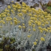 Maltiškasis šlamutis - Helichrysum melitense | Fotografijos autorius : Nomeda Vėlavičienė | © Macrogamta.lt | Šis tinklapis priklauso bendruomenei kuri domisi makro fotografija ir fotografuoja gyvąjį makro pasaulį.