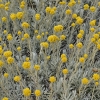 Maltiškasis šlamutis - Helichrysum melitense | Fotografijos autorius : Nomeda Vėlavičienė | © Macrogamta.lt | Šis tinklapis priklauso bendruomenei kuri domisi makro fotografija ir fotografuoja gyvąjį makro pasaulį.