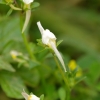 Maltiškoji linažolė - Linaria pseudolaxiflora | Fotografijos autorius : Deividas Makavičius | © Macrogamta.lt | Šis tinklapis priklauso bendruomenei kuri domisi makro fotografija ir fotografuoja gyvąjį makro pasaulį.