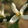 Mandarininis citrinmedis - Citrus reticulata | Fotografijos autorius : Gintautas Steiblys | © Macronature.eu | Macro photography web site