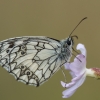 Marbled white - Melanargia galathea | Fotografijos autorius : Dalia Račkauskaitė | © Macronature.eu | Macro photography web site